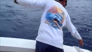 4 Ladies Released 7 Sailfish Aboard Teaser in Aruba!