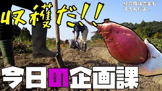 【総合職】今日の企画課　サツマイモ収穫【農作業】