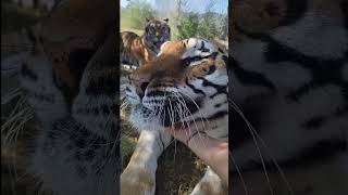 Hi! #tiger #zion #animals #fyp #KeepItRealMeals #shorts #tiger