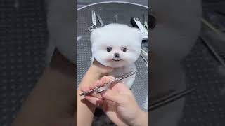 Mini Pomeranian Dog - Funny And Cute  Pomeranian Videos | Funny Puppy Videos #7
