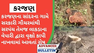 કરજણના સાંદરના ગામે સરકારી ગૌચરમાંથી સરપંચ તેમજ લાકડાના વેપારી દ્વારા વૃક્ષો કાપી નાખવામાં આવતાં રોષ