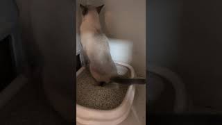 暹羅貓被自己的尿嚇到 ｜ Siamese cat ： I just scared me by myself