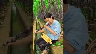 Sugarcane Farm In China #shorts