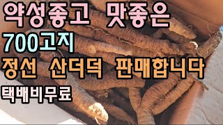 약성좋고 맛좋은 정선 세척산더덕 택배비무료 겨울철별미입니다 건강챙기세요