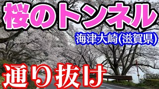 【桜並木通り抜け】 琵琶湖畔 海津大崎の桜 琵琶湖八景「暁霧・海津大崎の岩礁」 滋賀県高島市マキノ町梅津 日本のさくら名所 100選 ソメイヨシノ