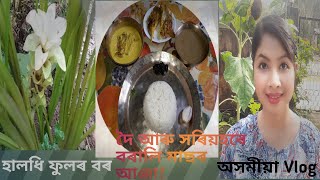 হালধি ফুলৰ বৰ আৰু দৈ আৰু সৰিয়হৰে বৰালি মাছৰ আঞ্জা/Turmeric Flower pakora \u0026 Barali Fish curry..!