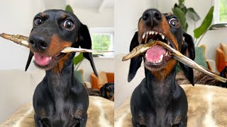 Staycation with 2 mini Dachshunds| Rain, rain \u0026 rain.