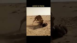 Camel vs Horse - Wild Life #Shorts
