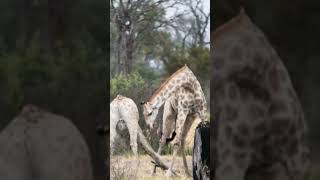 Giraffes Fighting