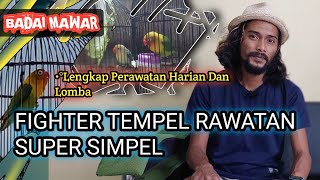 Lovebird Fighter Tempel Rawatan super simpel