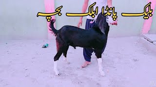 بلیک پانڈا ابلک بچہ Shan Ali Goat Farm