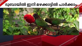 കൊടുംചൂടിൽ നിന്ന് മോചനം; ദുബായിൽ ഇനി മഴക്കാട്ടിൽ രാപ്പാർക്കാം | Dubai