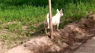 Beautiful White dog