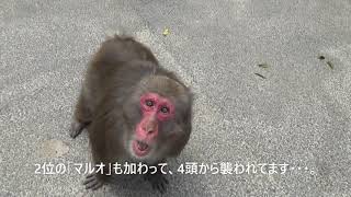 【高崎山自然動物園】サルに襲われる