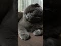 Порядна невістка 😂 cats catsworld scottishfold catsofyoutube