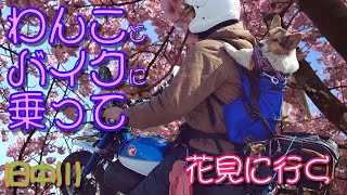 コーギーとモンキー１２５に乗って、河津桜鑑賞に出かける。桜はいい、別れ、出会い、卒業、旅立ちの予感がする。花見に行こうではないか。