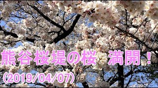 熊谷桜堤 満開！(2019/04/06)