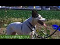 中型犬の魅力！大きなワンコは甘えちゃダメですか？