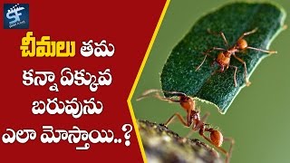 చీమలు తమ కన్నా ఎక్కువ బరువును ఎలా మోస్తాయి | The ants carry to their weigh more than