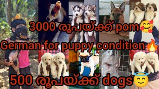 German Shepherd puppy condition🔥500 രൂപയ്ക്ക് pets😇pom puppy 3000🥰shih tzu,husky,Rottweiler,lab, pug