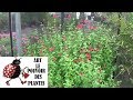 Chain of Gardening: How to make the Size and maintenance of sage microphylla: Perennial plant