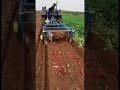 sweet potato automatic harvesting machinery good machinery and good tools to save time and effort