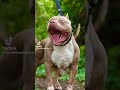 අම්මෝ කටේ ලොකූ.....american bully trending