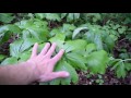 how to identify mayapple wild edible identification