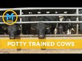 Researchers successfully potty train cows in an effort to reduce waste | Your Morning