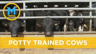 Researchers successfully potty train cows in an effort to reduce waste | Your Morning