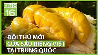 Sầu riêng Việt có thêm đối thủ mới tại Trung Quốc | VTC16