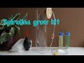 Spirulina farm grow kit announcement!