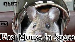 The First Mouse in Space What happened?(Mr Scientific Parody)