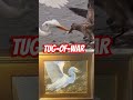 🐦 egret tug of war 🐦 nature art bird