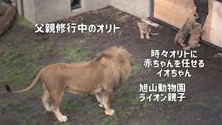 旭山動物園　オリトは父親修行中　赤ちゃんに興味津々　ライオン親子