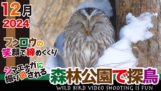 森林公園で探鳥2024年12月【 シマエナガに振り回される / フクロウの笑顔で締めくくり 】