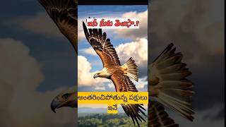 కచచితంగా తెలుసుకొండి!Most Interesting facts about Birds.telugu facts by lalii#amazingfacts