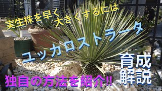 ユッカロストラータ実生株を早く大きくする方法！＃ユッカロストラータ＃植え替え＃用土