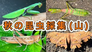 【秋の昆虫採集】10月の山で外来カマキリやバッタを採る！