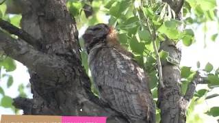 Mottled Wood Owl