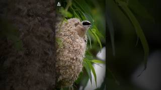 Engineering தெரிந்த பறவை | Cape penduline tit Bird Nest | AB Talkz