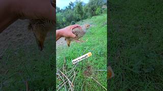 My Pet Partridge | #shorts #viral #birdslover #pets