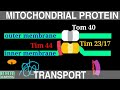 Protein Transport Into Mitochondria | Mitochondrial Protein Transport |