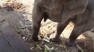 Feeding an elephant (2), Nam Khan River, Luang Prabang region, Laos, 26.12.2019