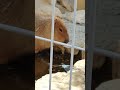 温泉に入るカピバラ カピバラ 動物 capibara