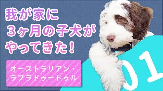 【初日】もふもふの子犬が我が家にやってきました！【オーストラリアン・ラブラドゥードゥル】