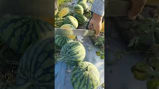 Watermelon Massacre! Fruit Ninja Slicing in Real Life! #fruitpeeling #watermelon  #satisfying