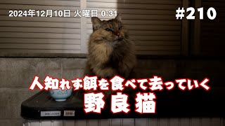 人知れず餌を食べて去っていく野良猫 #210