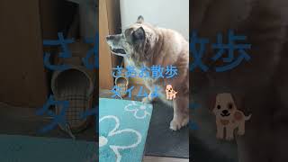 よっこらしょ！じいじに呼ばれて起き上がる犬のムーちゃん　〜この場所涼しいわよ〜