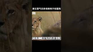 獅王霸氣歸來母獅再也不怕非洲二哥了